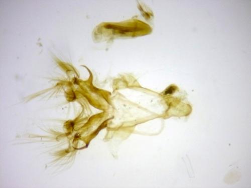 Nycteola asiatica